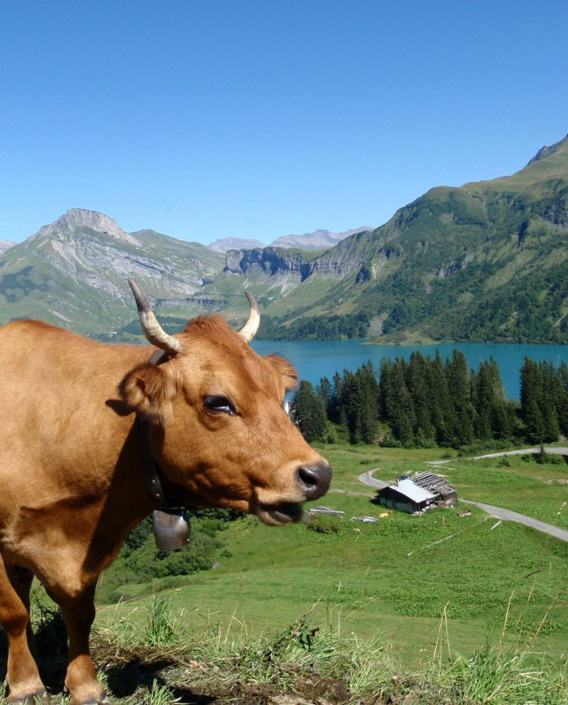 Vache près du barrage de Roselend ©SavoieMontBlancMari